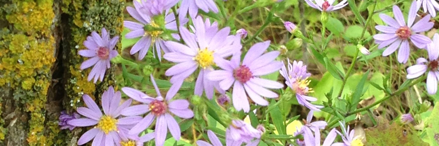 Rebecca D banner