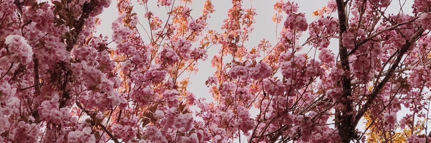 EmilyEricson_'s profile banner image