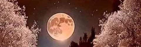 🍃🦋🌺 Morgana 🌺🦋🍃 banner