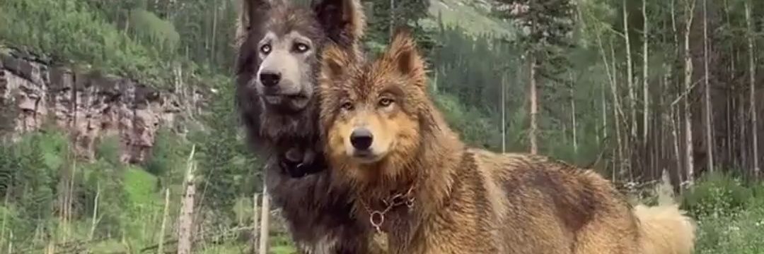 Lobo Azteca 🐺 banner