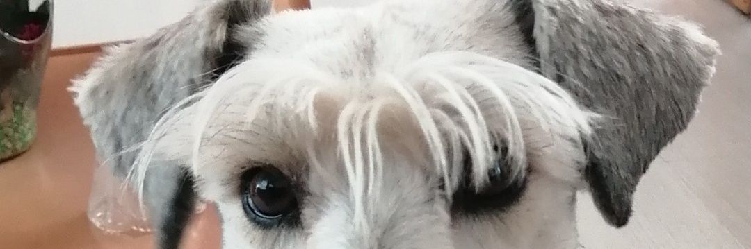 CassFloz's profile banner image