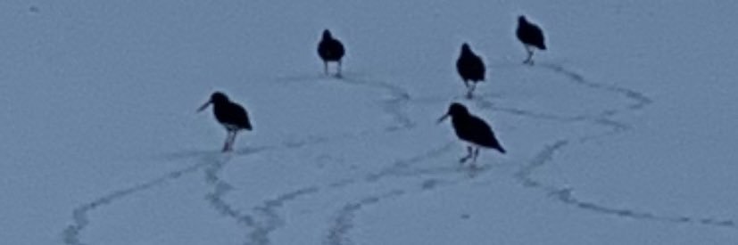 gratefully aliveXX🕊️ banner