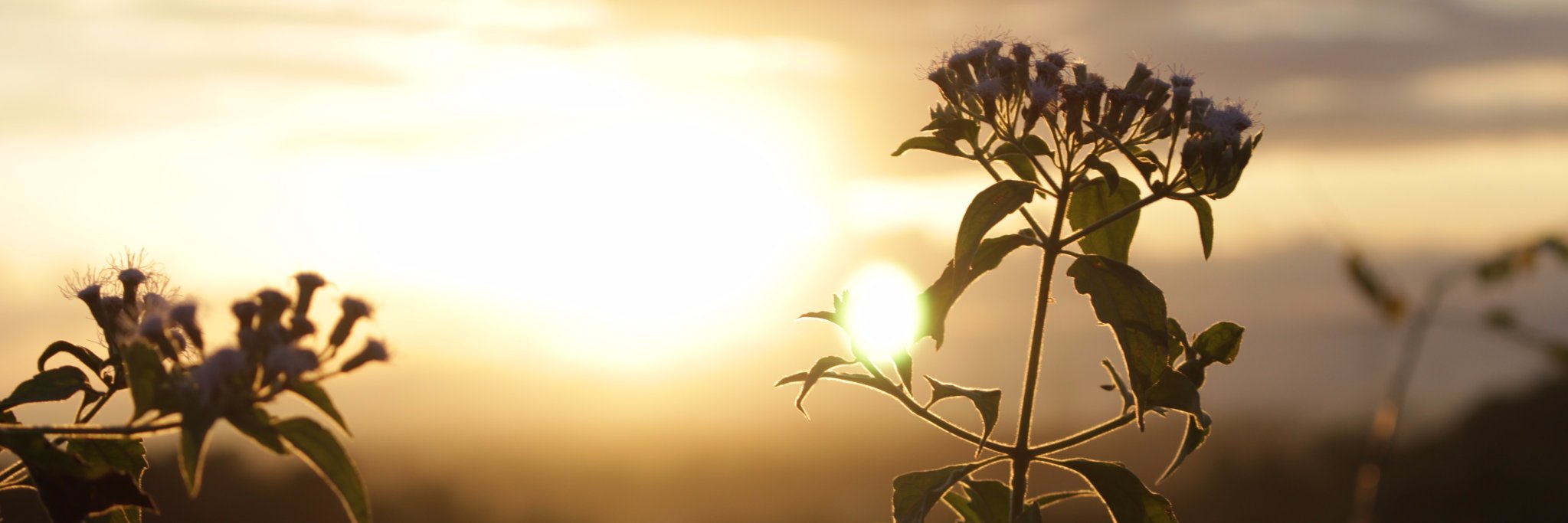 Endang Prasetyawati banner
