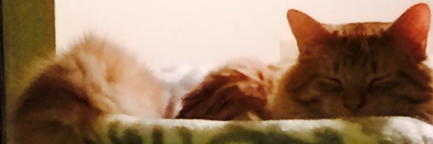 DomBad1's profile banner image