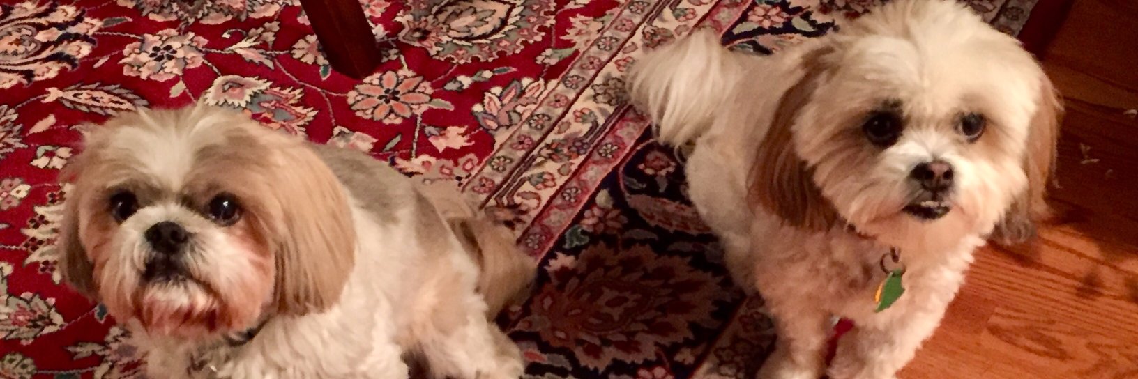 CadyThomas's profile banner image