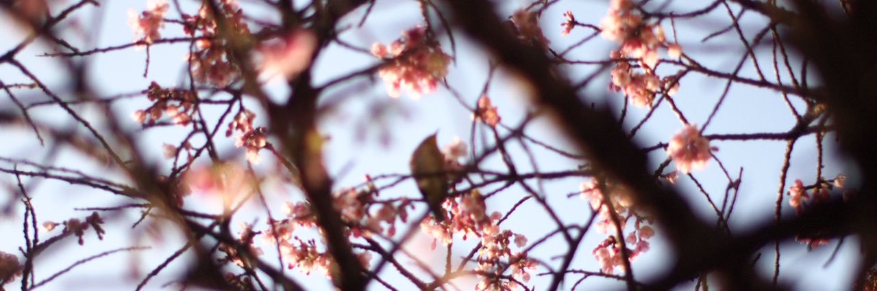 rogos_'s profile banner image
