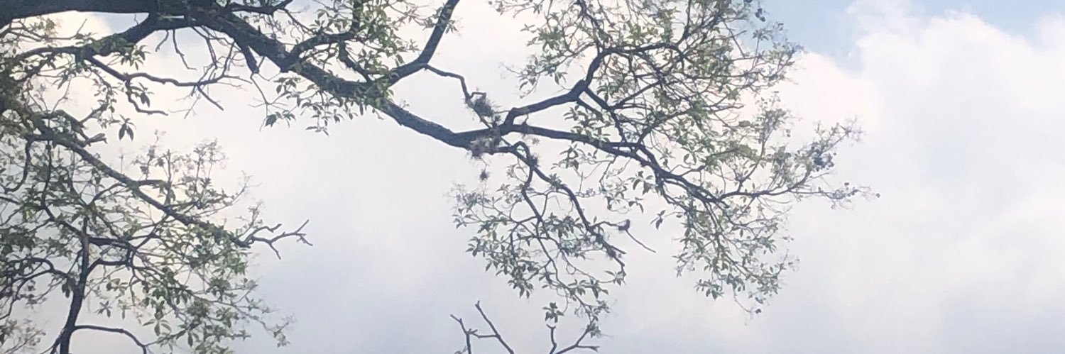 Inesscudellari's profile banner image