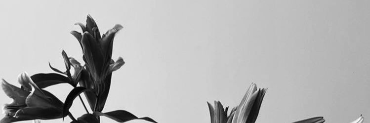 pistapat's profile banner image