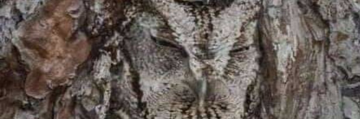 داليل اوول banner