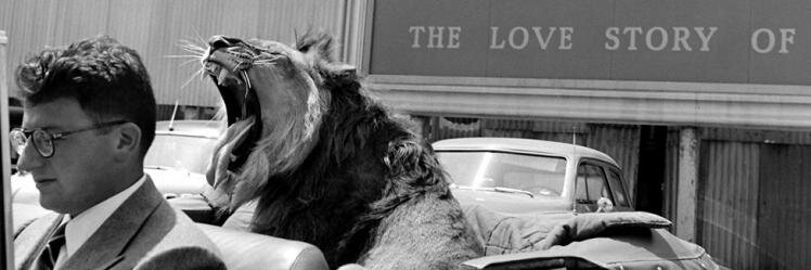 LibbyLilo's profile banner image