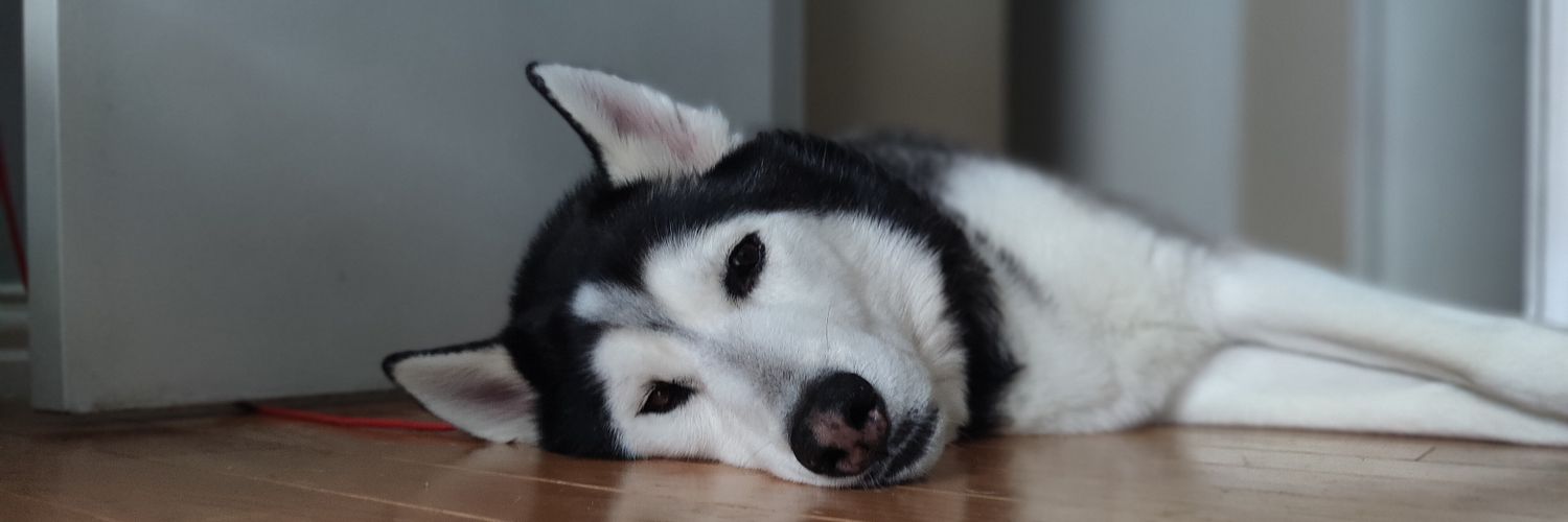 TEXAS SHOWDOWN | CHEF 👩‍🍳 banner