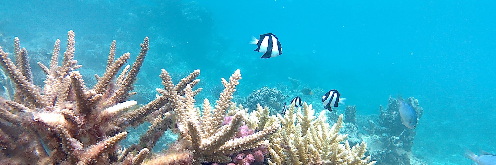 Dr Helena Wright banner