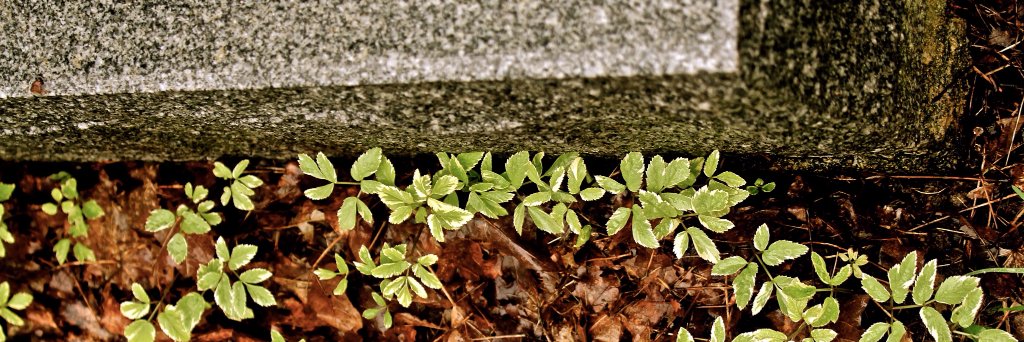 LensRoto's profile banner image