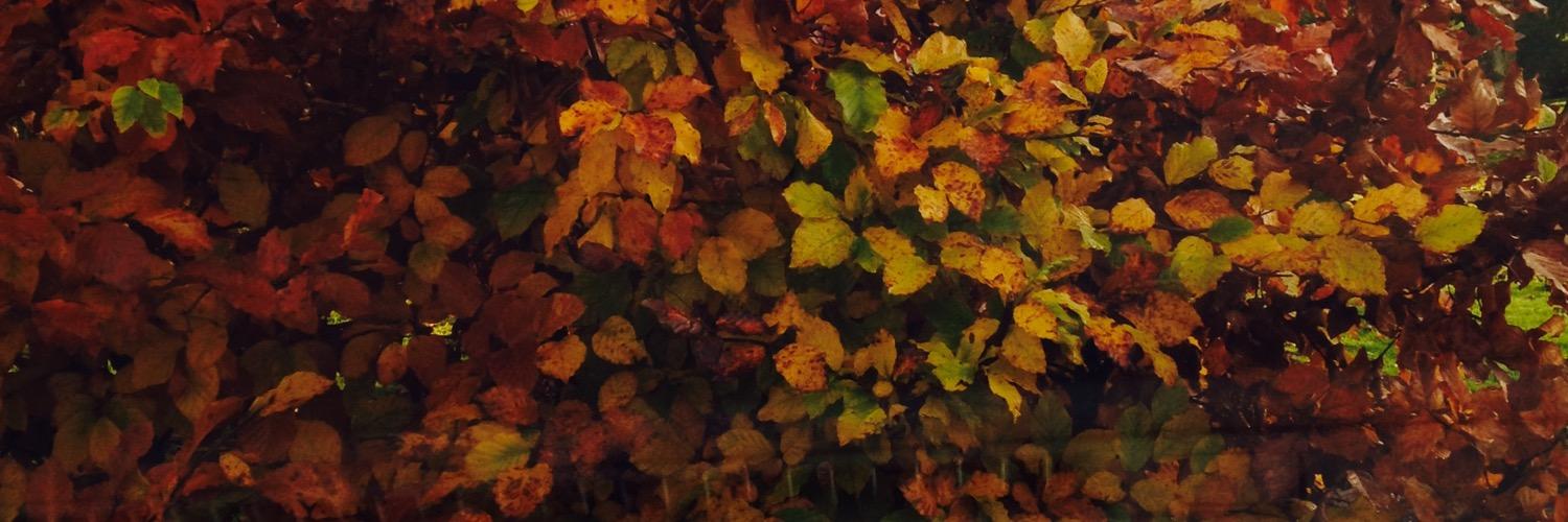YAlexander5's profile banner image