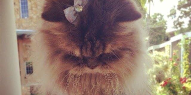 FrettiJane's profile banner image