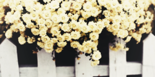 Lexi; banner