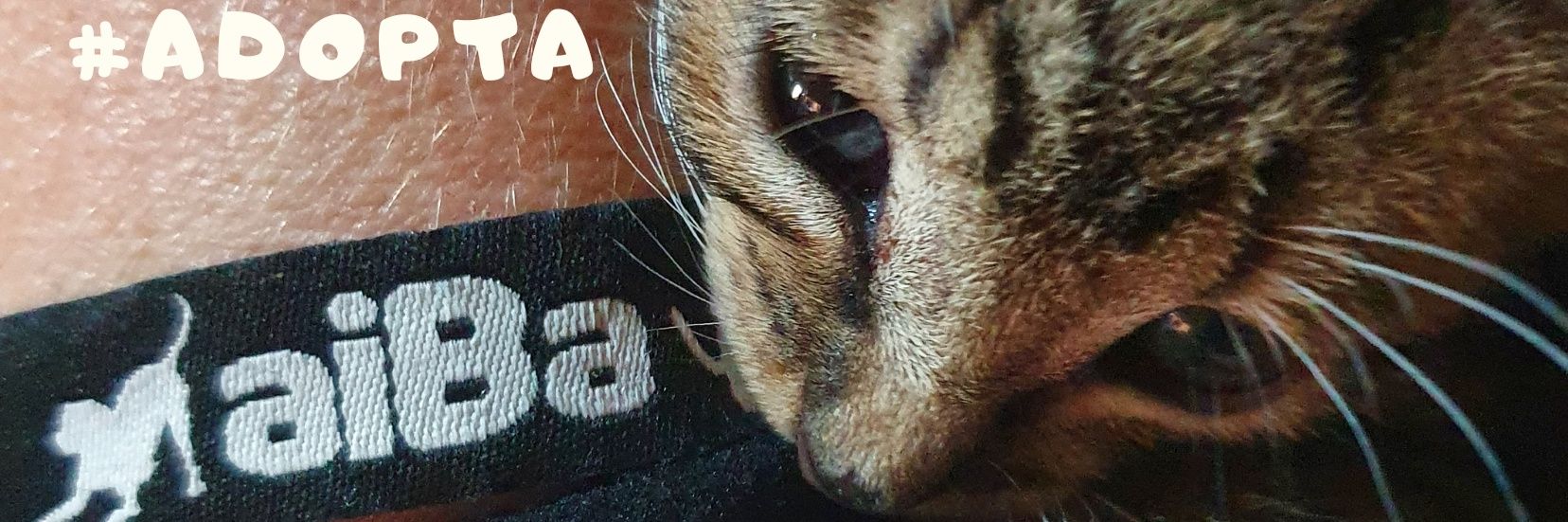 aiBa banner