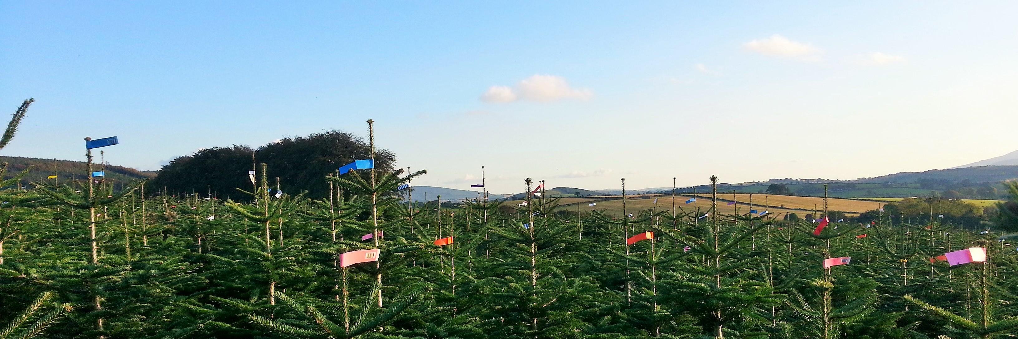 carraghermark's profile banner image