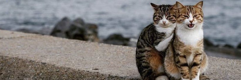 evrimemirogluu's profile banner image
