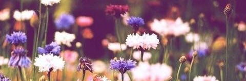 Talee_Noorda's profile banner image
