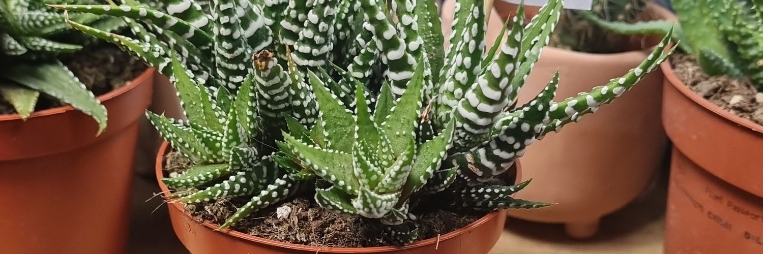 IRLucyfer's profile banner image