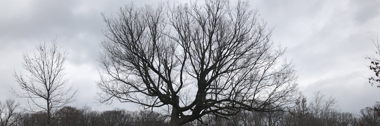BrainyMisc's profile banner image