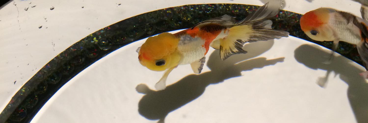 Ikko Hamamura (濵村 一航) banner