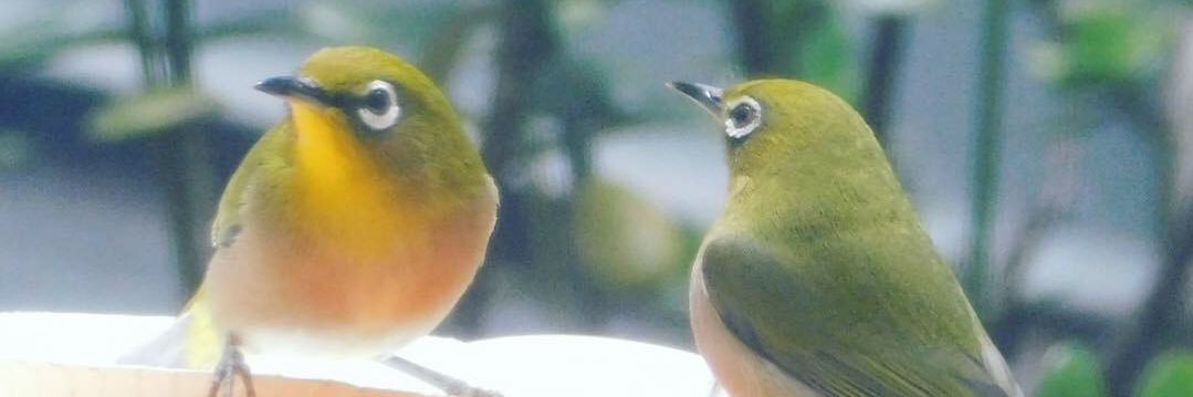 朱玲＠野良獣 banner