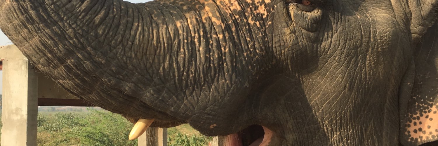 doogjoy's profile banner image