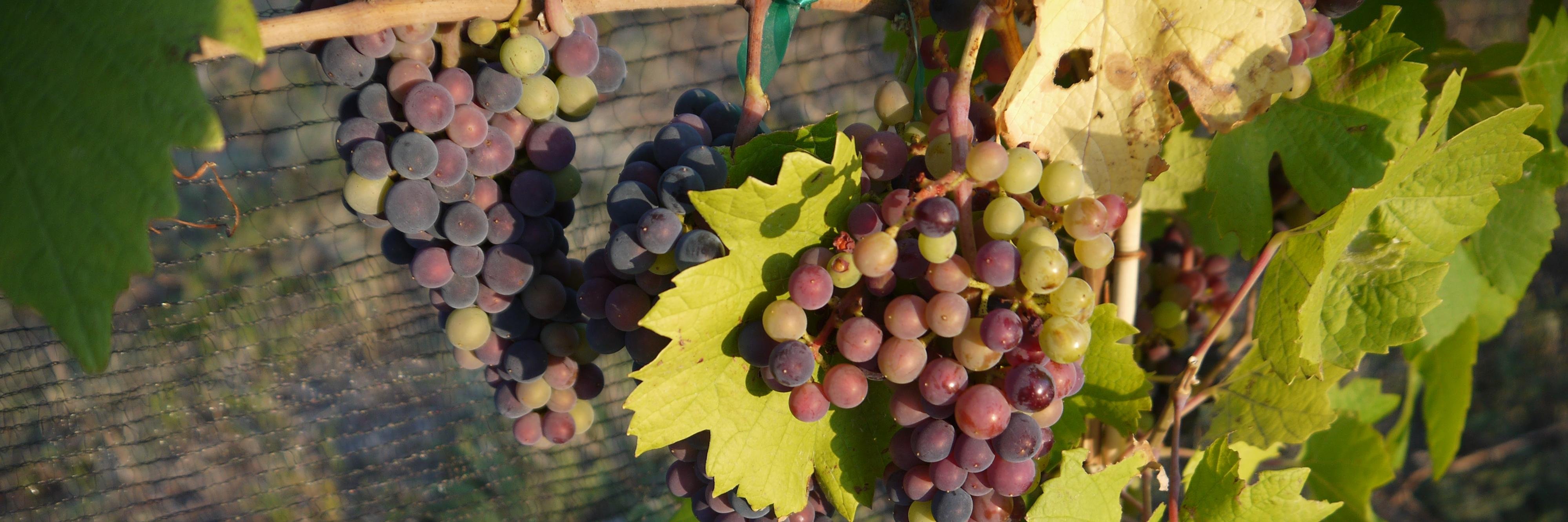 vineyardgoddess's profile banner image