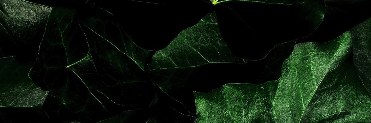 StockmanFlute's profile banner image