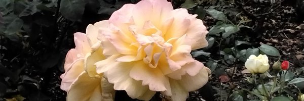 Angelrosem Profile Banner