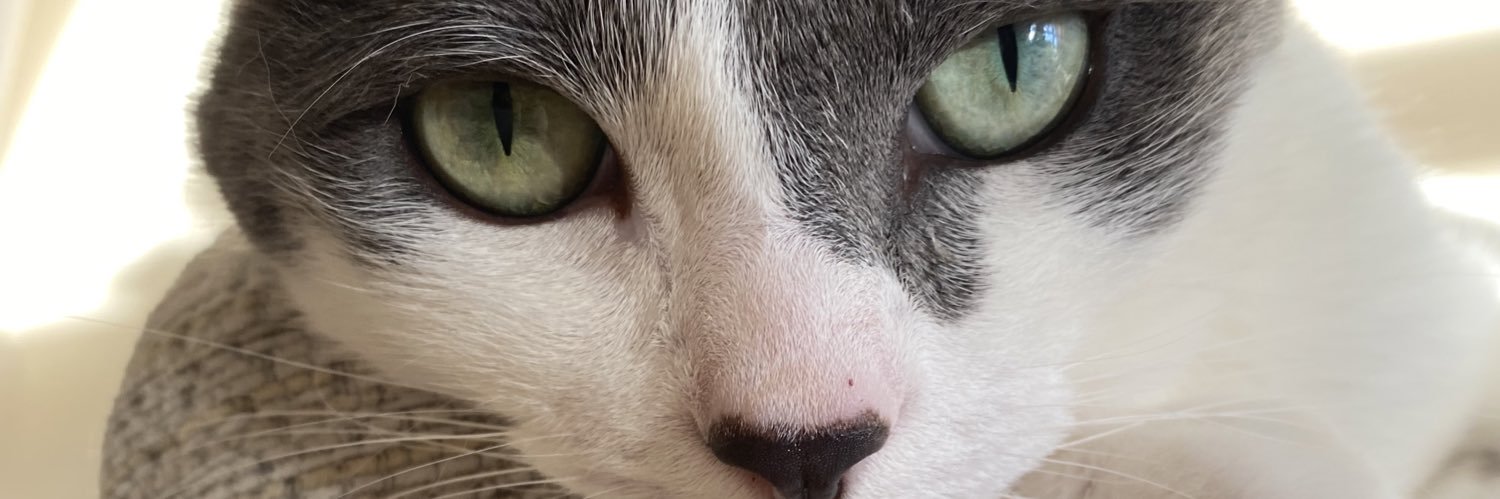 ChanLauraLane's profile banner image