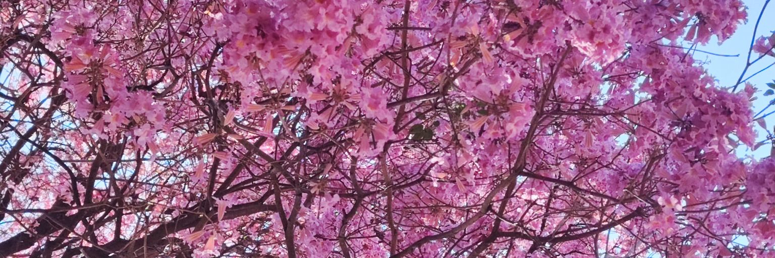 PaoMBritos's profile banner image