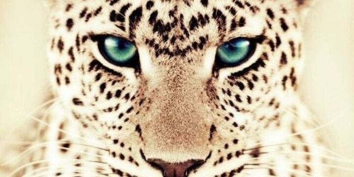 Ireniity's profile banner image