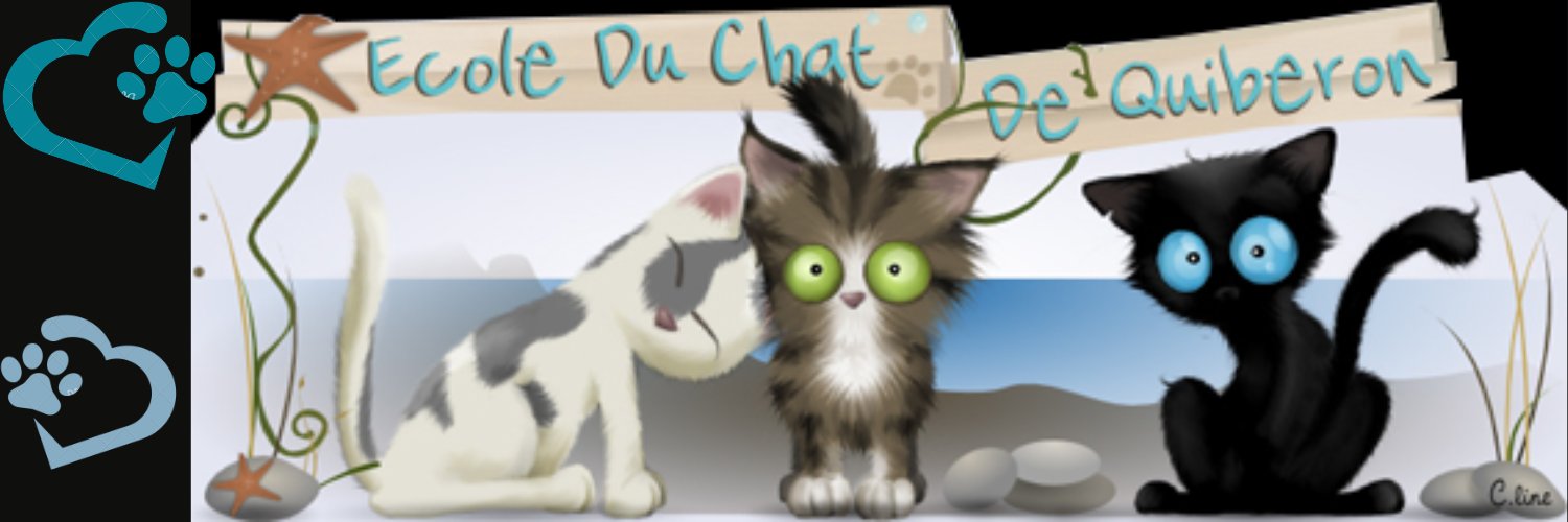 École du Chat de Quiberon 🐈 banner