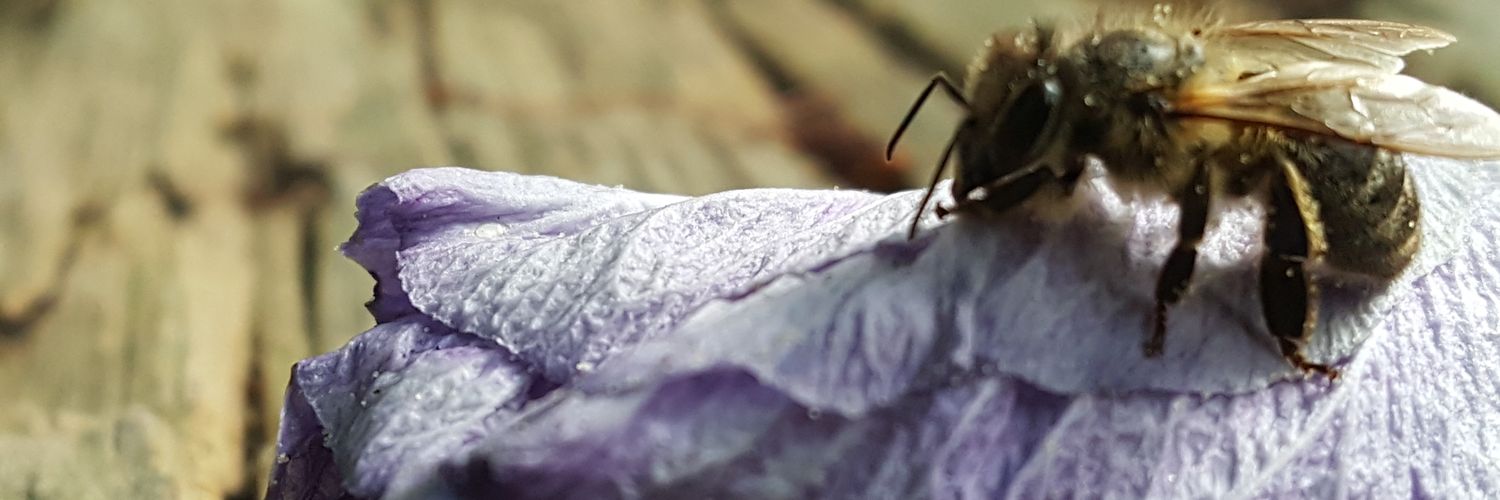 Pàdraig Ahern banner