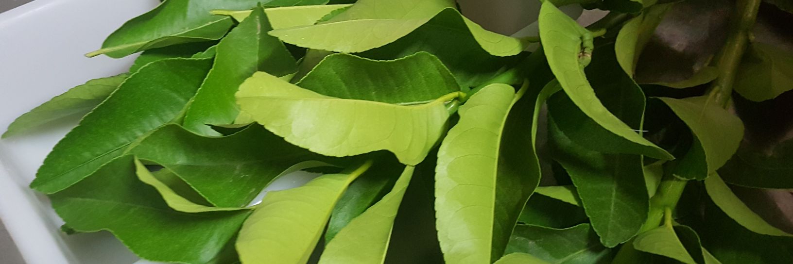 Restaurante Casa El Alias banner