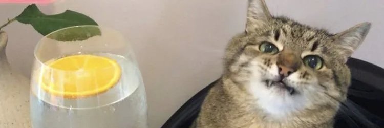 July_Developer banner