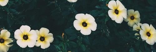MelissaVG_'s profile banner image