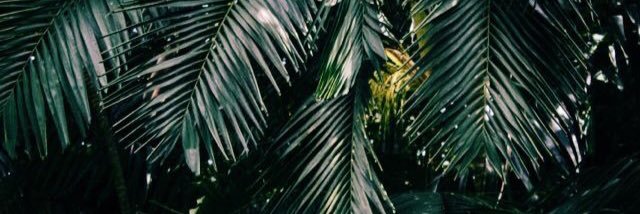 Dayana banner