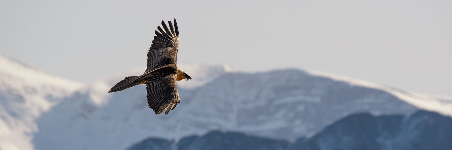 Joseba Alberdi banner