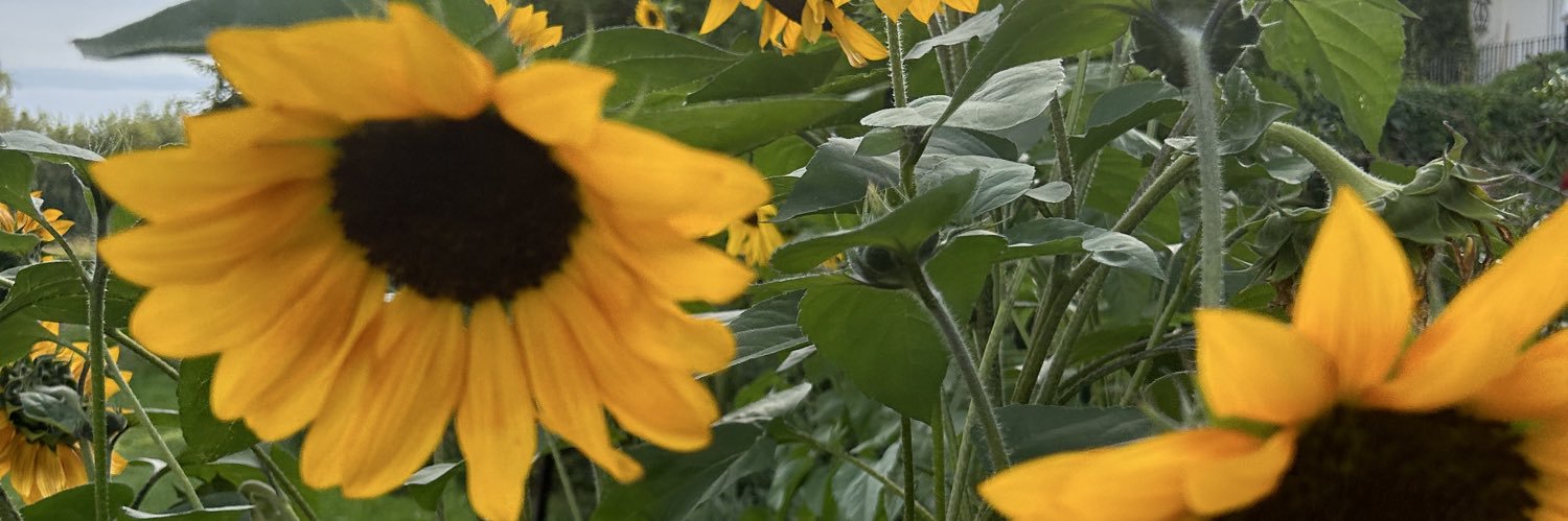 remue 😷 🇪🇺 🇺🇦💚 banner