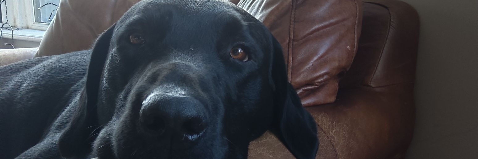 lindaeoleary's profile banner image