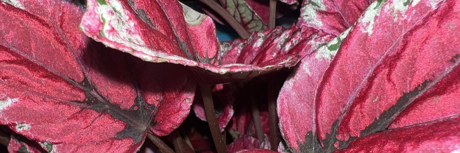 leoatati's profile banner image