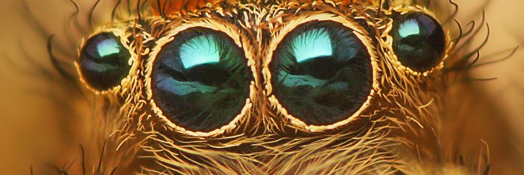 BugsInc's profile banner image
