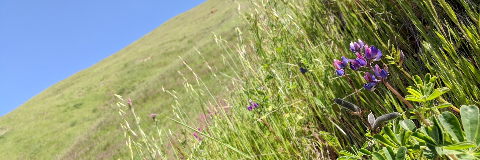 Peter Beverloo banner