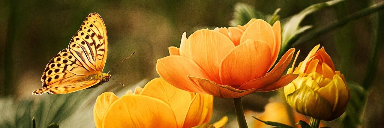 carolinacabeza2's profile banner image