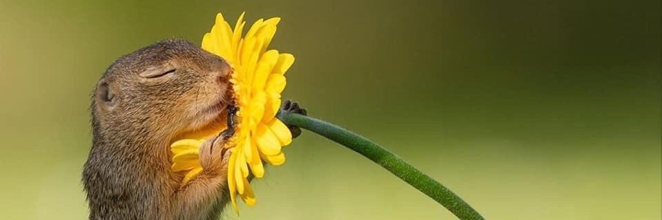 Lau banner