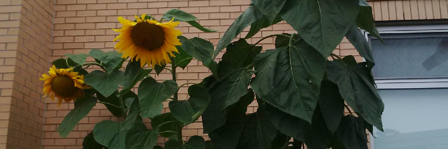MelissaMW1's profile banner image